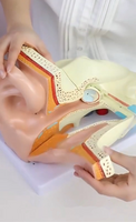 Anatomía oreja oido  humana oído maximizado desmontable
