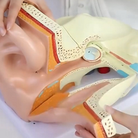 Anatomía oreja oido  humana oído maximizado desmontable