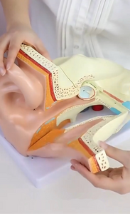 Anatomía oreja oido  humana oído maximizado desmontable