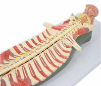 Modelo anatomico de espina dorsal humana anestesia columna vertebral nervio espinal
