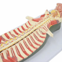 Modelo anatomico de espina dorsal humana anestesia columna vertebral nervio espinal