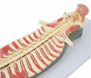 Modelo anatomico de espina dorsal humana anestesia columna vertebral nervio espinal