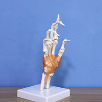 Modelo anatomico de mano con ligamentos (muneca)