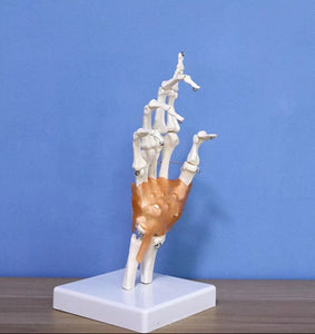 Modelo anatomico de mano con ligamentos (muneca)