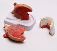 Modelo anatomico de lengua desmontable con musculo dental
