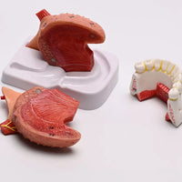 Modelo anatomico de lengua desmontable con musculo dental