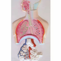 Sistema Respiratorio con Aveolo maximizado