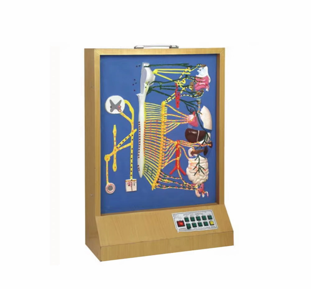 Simulador de Nervio autónomo