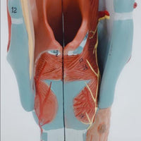 Modelo anatomico de garganta humana - modelos anatómicos del cuerpo humano