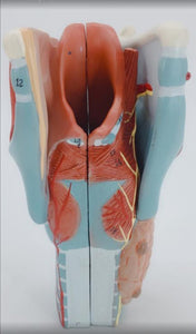 Modelo anatomico de garganta humana - modelos anatómicos del cuerpo humano