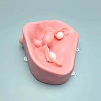 Simulador Uterino histeroscopia  utero endoscopia