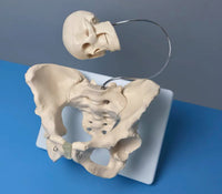 Modelo pelvis con craneo fetal
