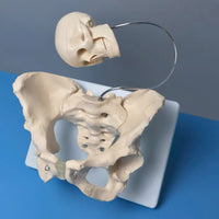 Modelo pelvis con craneo fetal