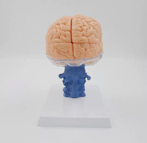 anatomica humana del cerebro 3D separada en 15 partes