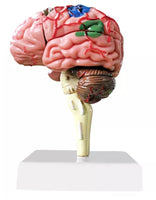 4D Modelo de cerebro
