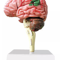 4D Modelo de cerebro