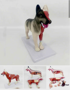 Modelo de Perro para MVZ Desmontable