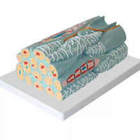 Modelo microscópico de tejido miocárdico