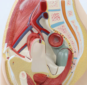 Modelo Pelvis Femenina Sagital 4D desmontable alta definiciion