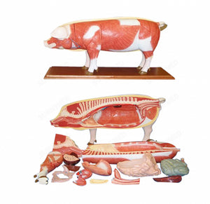 Modelo de Cerdo para MVZ Desmontable puerco