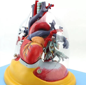 Modelo de Pulmon con corazon diafragma y arbol bronquial