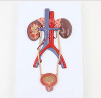 Modelo de Sistema Urinario Masculino Vejiga Urétero Riñón Anatomía humana
