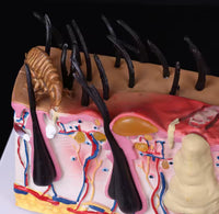 Modelo patológico de Anatomía de la piel de perro
