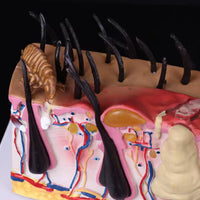 Modelo patológico de Anatomía de la piel de perro