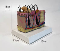 Modelo patológico de Anatomía de la piel de perro
