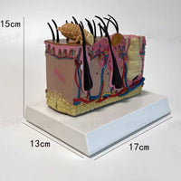 Modelo patológico de Anatomía de la piel de perro