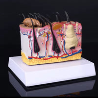 Modelo patológico de Anatomía de la piel de perro
