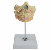 Modelon Dental 3D alta simulacion dientes permanentes
