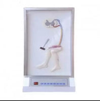 Simulador de reflejos médula espinal
