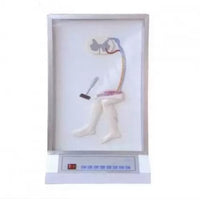 Simulador de reflejos médula espinal