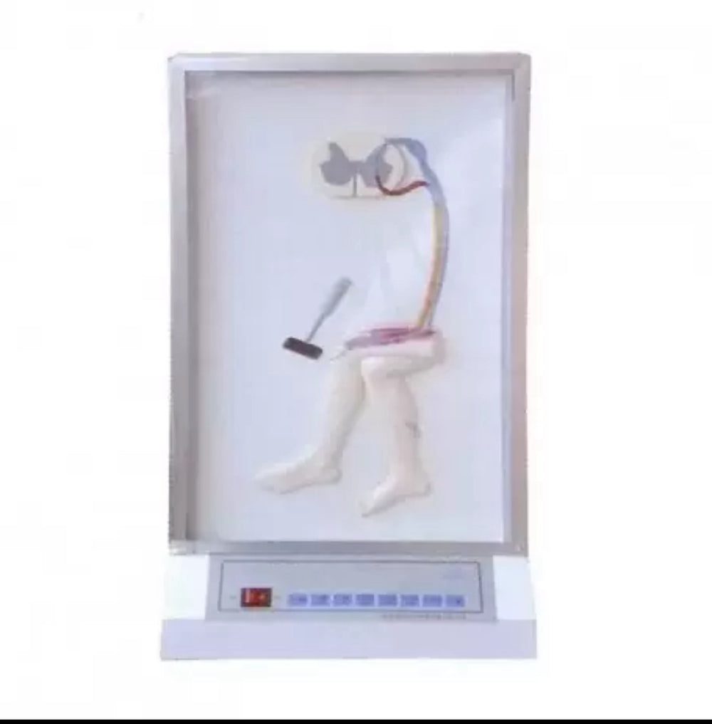 Simulador de reflejos médula espinal