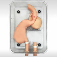 Modelo de entrenamiento de gastroscopia entrenamiento lateral de gastroduodeno