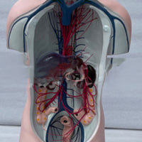 Torso de sistema vascular vena porta