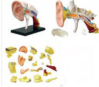 Modelo anatómico oído 4D
