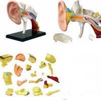 Modelo anatómico oído 4D