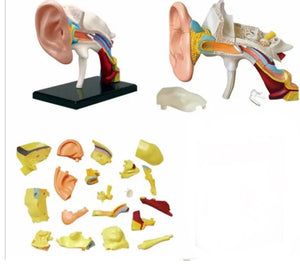 Modelo anatómico oído 4D