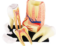 Modelo de estructura de dientes molares muela humanos 4D.
