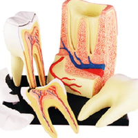 Modelo de estructura de dientes molares muela humanos 4D.