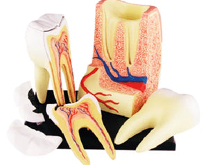 Modelo de estructura de dientes molares muela humanos 4D.