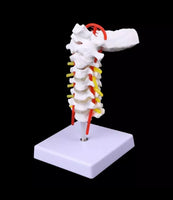 Modelo de columna Cervical con la arteria del cuello - modelos anatómicos
