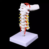 Modelo de columna Cervical con la arteria del cuello - modelos anatómicos