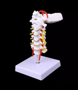 Modelo de columna Cervical con la arteria del cuello - modelos anatómicos