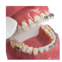 Modelo Dental - Tipodonto acrílico diferentes tipos practicas dentales