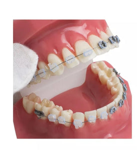 Modelo Dental - Tipodonto acrílico diferentes tipos practicas dentales