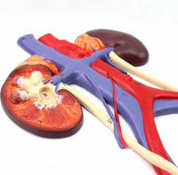 Modelo de Sistema Urinario Masculino Vejiga Urétero Riñón Anatomía humana
