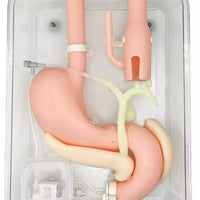 Simulador duodenal endoscopia estomago duodeno gastro
